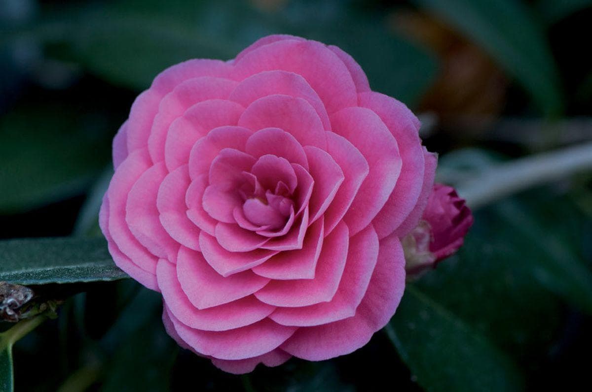 最美丽、最独特的山茶花品种