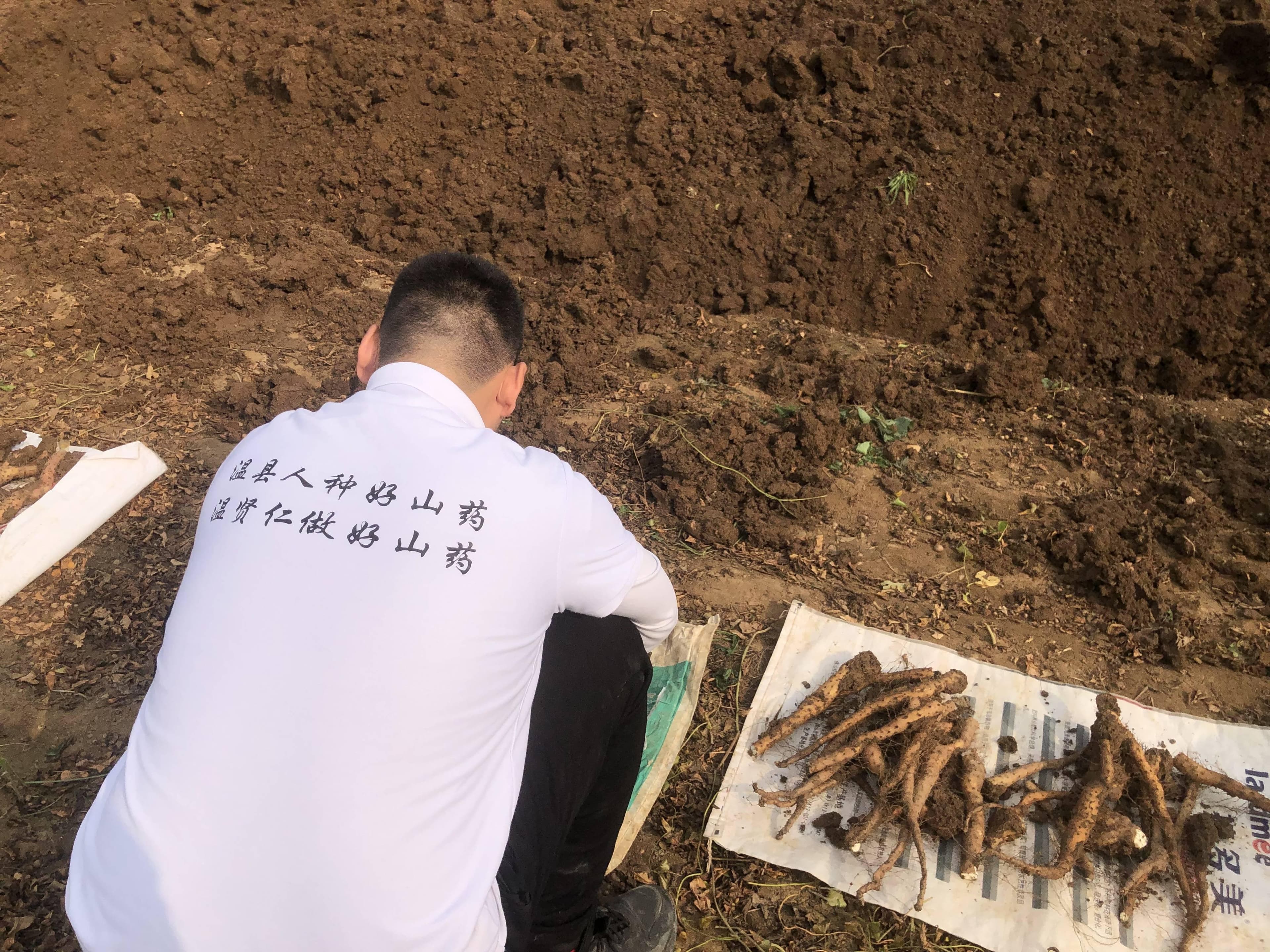 河南非遗，四大怀药：传统中药的瑰宝