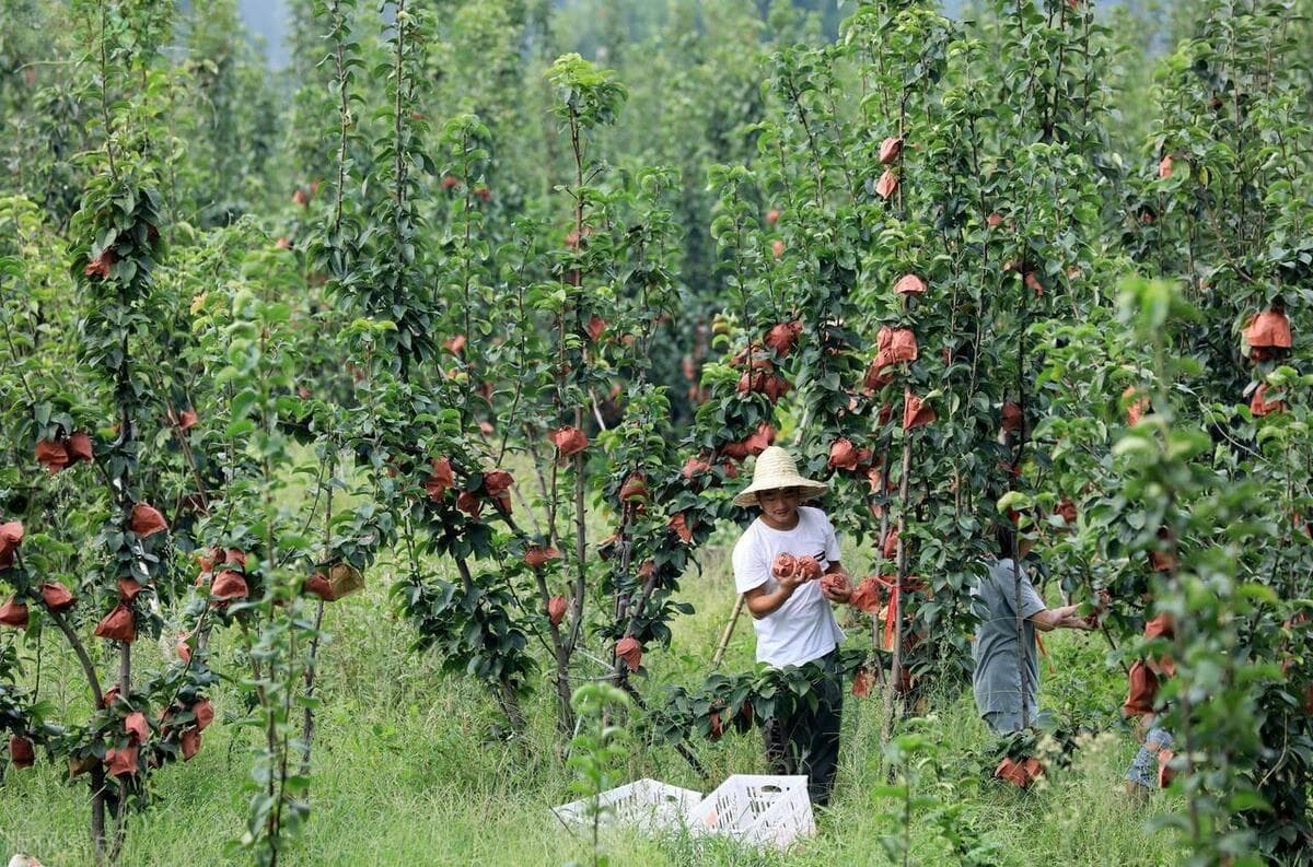 苹果树施肥最佳时间和方法及配方