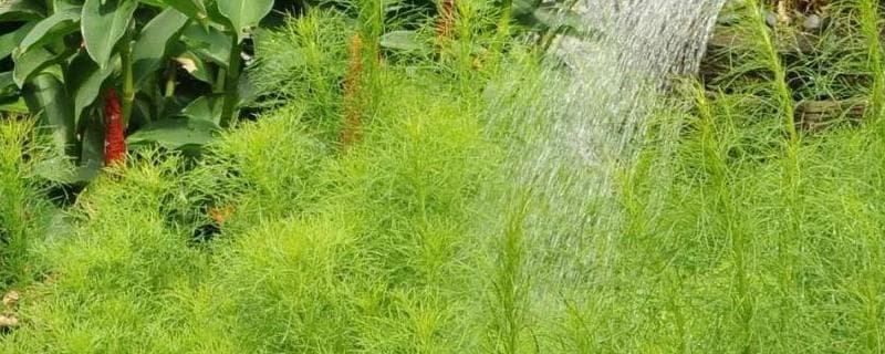 使用植物调节剂时的五大误区，你中招了吗？