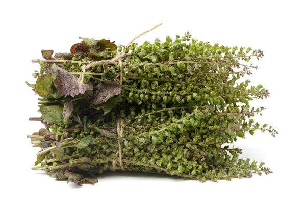 紫苏根可以治愈痔疮吗