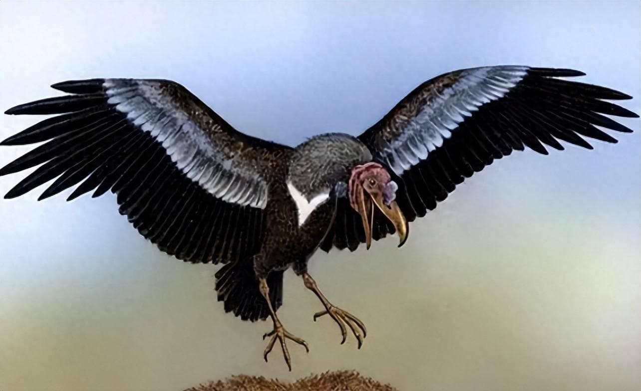 600万年前的阿根廷巨鹰：翼展长达7米的空中霸主
