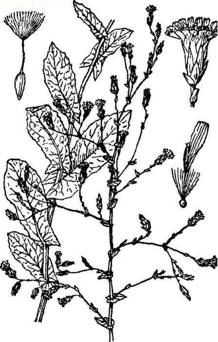 莴苣：从食用到药用的全面解析