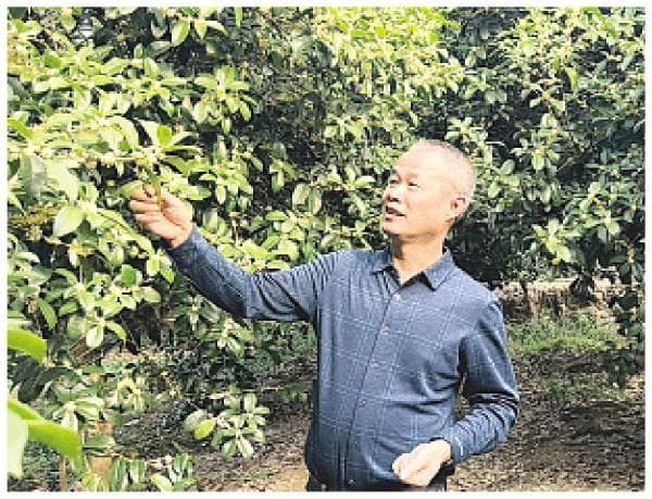 情系桂花的市人大代表：继续推动桂林桂花产业创新发展