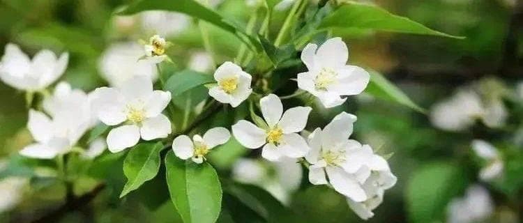 茉莉花怎么扦插才能生根？终于有人说明白了！（附茉莉花的养殖方法和注意事项）