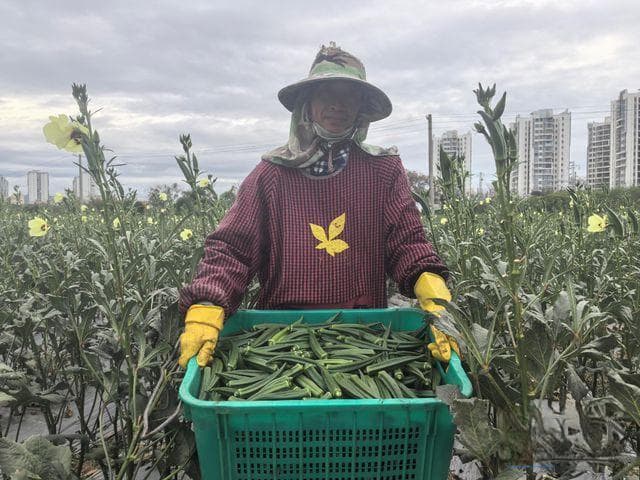 海南农产品为何能“抢跑”冬春季市场？