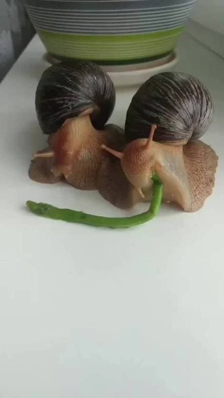 蜗牛食量大揭秘：如何判断蜗牛是否吃饱？