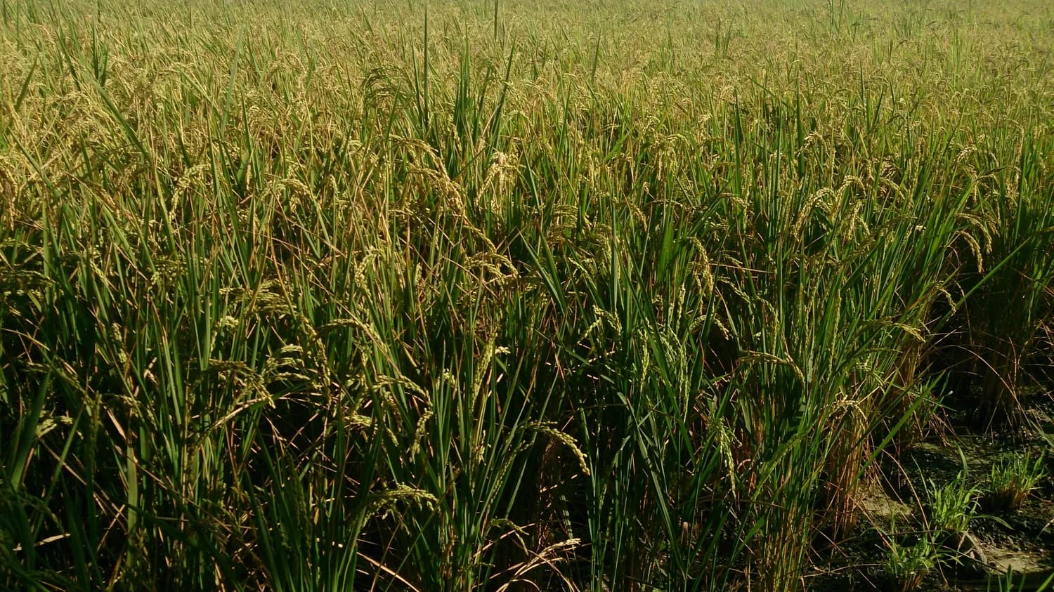 甘蔗种植大揭秘：糖料蔗 vs 果蔗