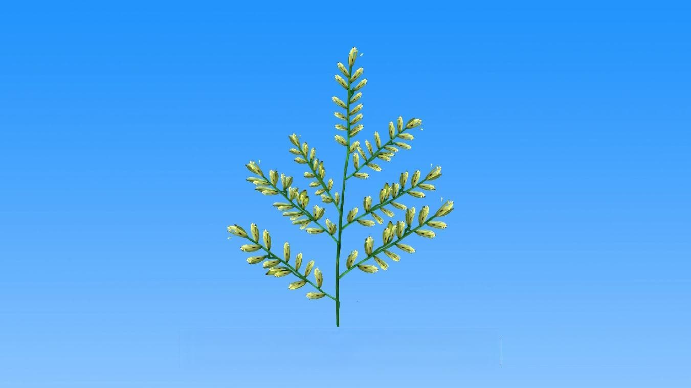 科学普及 | 您见过水稻开花吗？