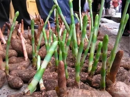 天麻种植全攻略：掌握关键技巧，轻松种出好天麻！