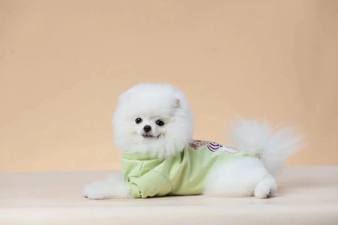 犬糖尿病：症状、原因、诊断与防治全攻略