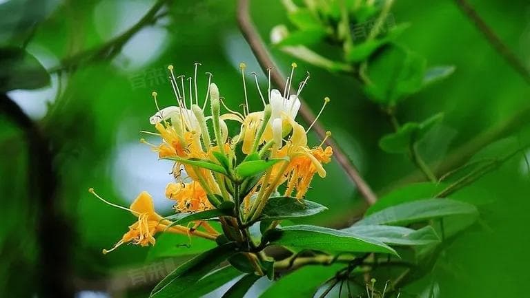 金银花柚子汁的功效与作用及禁忌