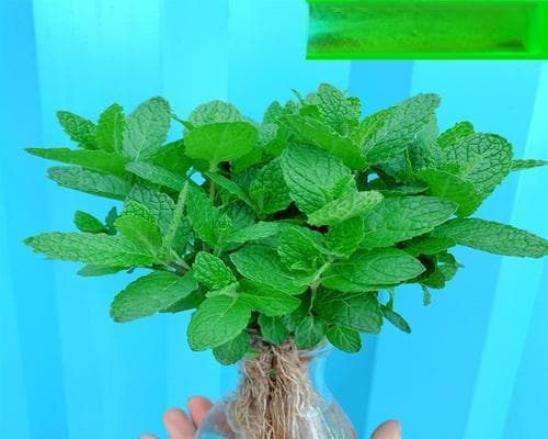 薄荷哪个品种好？薄荷的推荐品种是什么？