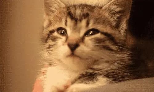 解码猫咪肢体语言：9种常见行为背后的含义