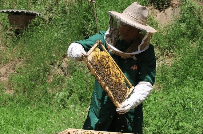 蜂王浆价格分析：品质、产地、季节的影响。