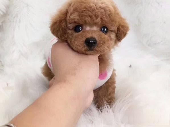 新手养狗指南：7种适合入门的小型犬推荐