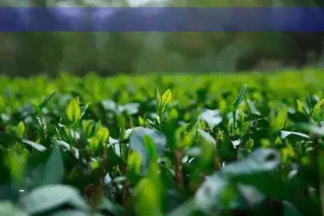 茶喝完心慌：喝了茶后心慌的原因及解决方法
