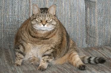猫咪胖胖超可爱？要当心！肥胖不是爱，是伤害
