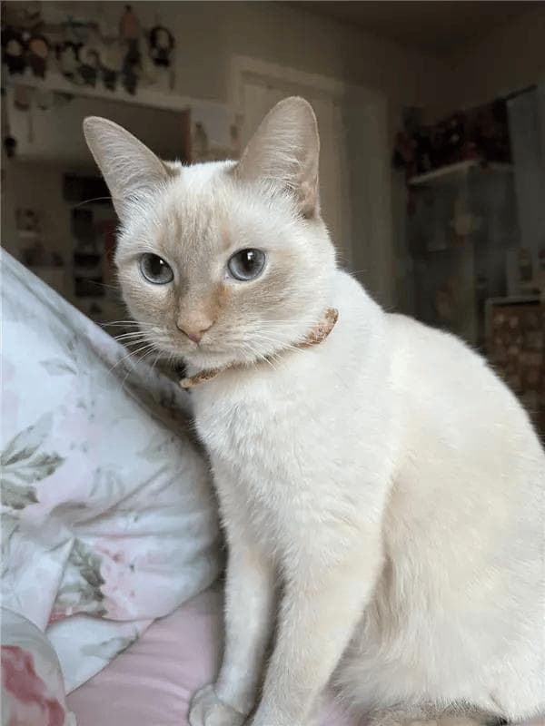 美网友涌入小红书晒猫，猫税话题笔记超3000篇引热议