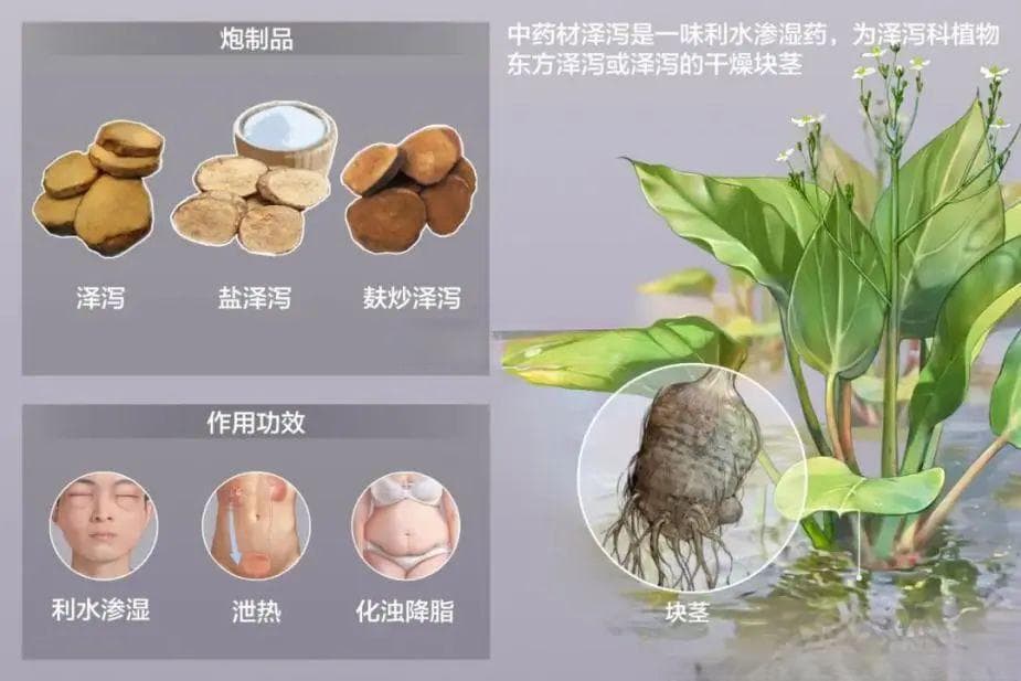 泽泻：利水渗湿、化浊降脂的传统中药