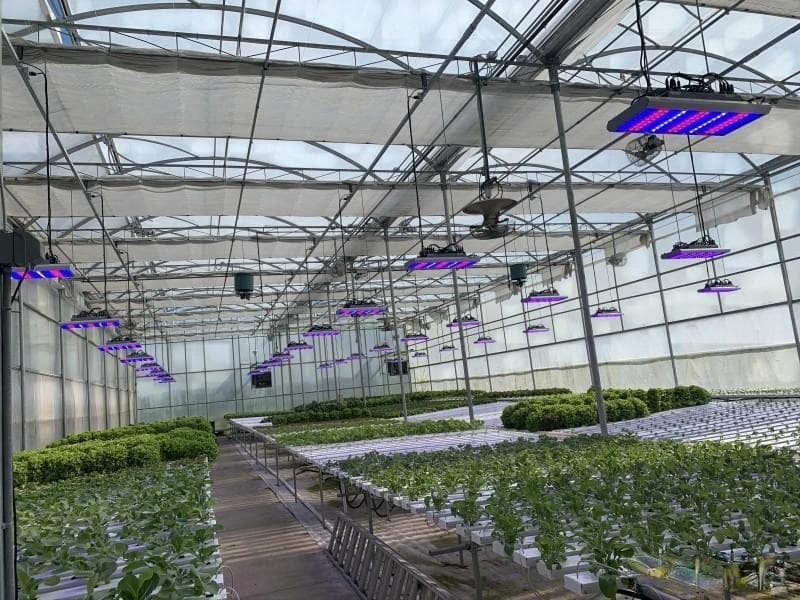 提高植物产量：使用植物补光灯的技巧和建议