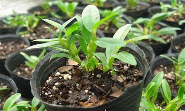 铁皮石斛的种植条件、种植方法与管理要点