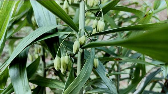 黄精菊花枸杞茶：古韵今风，养生之佳饮