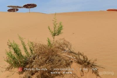 沙漠与绿洲的和谐共舞：走进大海子沙漠生态旅游区