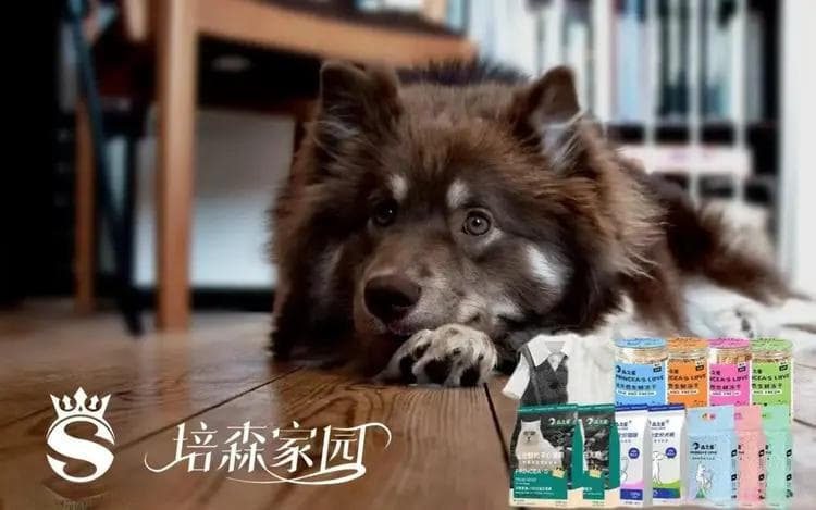 狗狗异食癖完全解析：成因、区分与解决方案