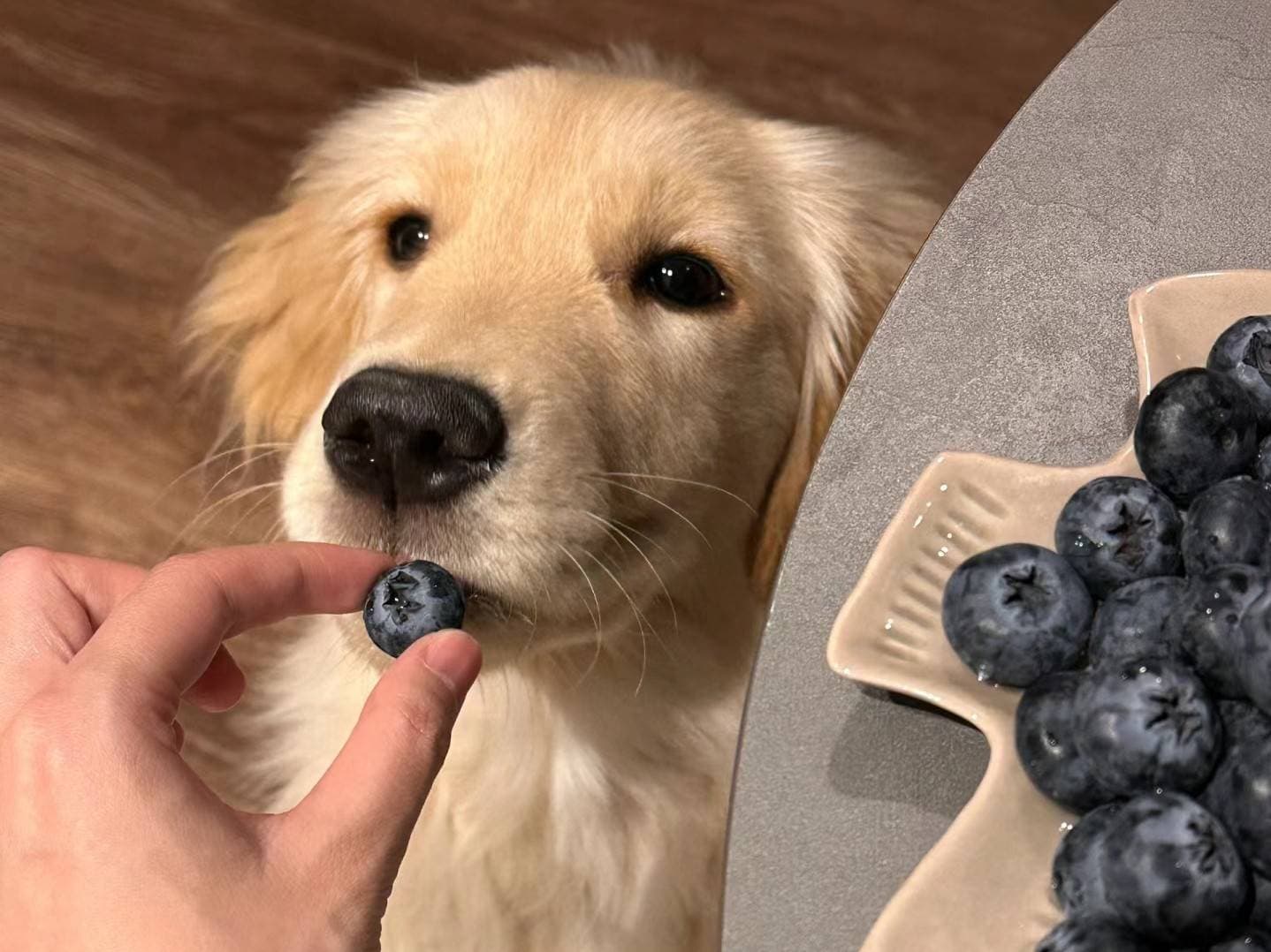 导致狗狗食物过敏的"元凶"！原来是这些！