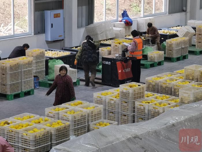 去年26种特色农产品首次出口——探索微改革 天府农品加速出海