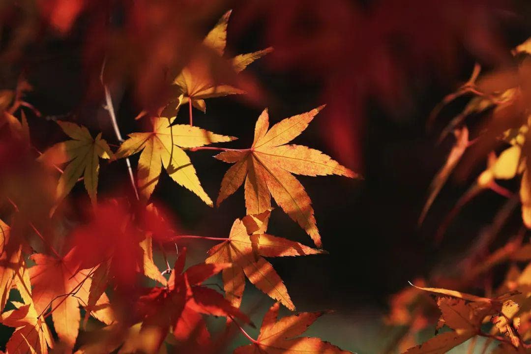 冬日魔法，树叶变色的奥秘