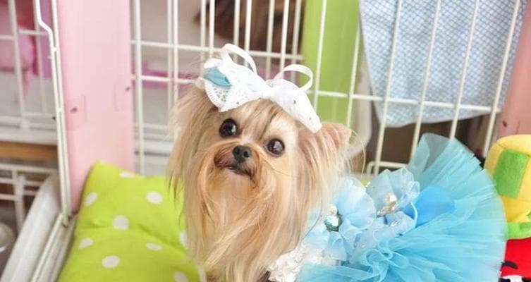 约克夏犬训练全攻略：14个步骤打造聪明宠物