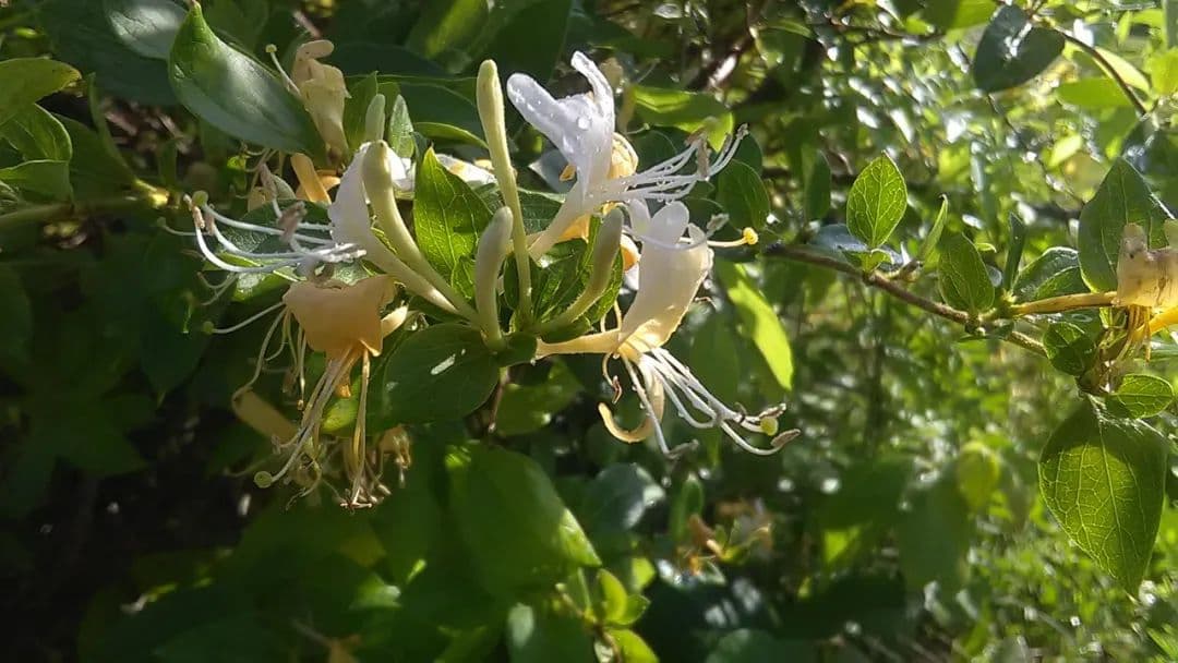 金银花：清热解毒的天然良药