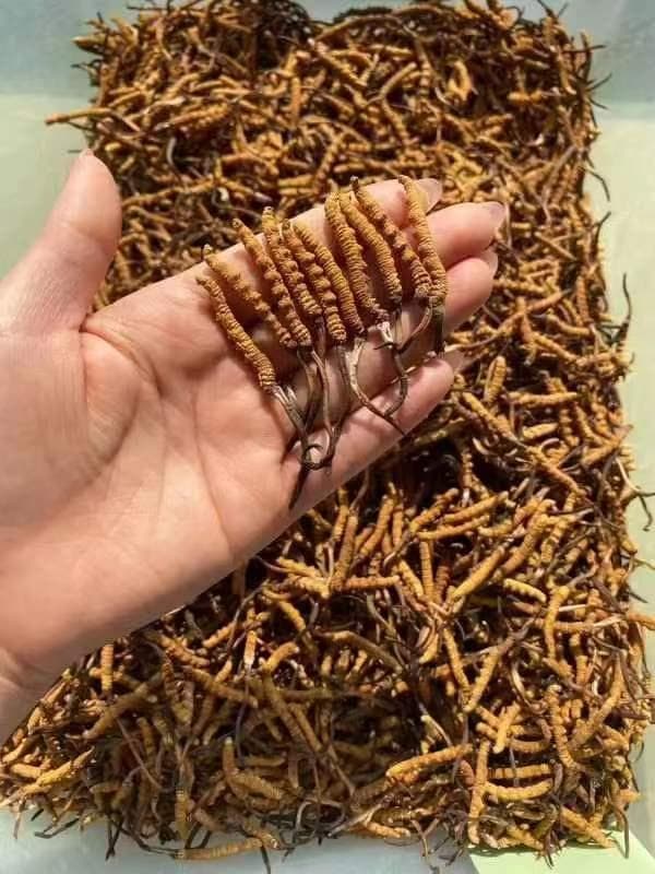 一根鲜草抵三根干草？鲜虫草和干虫草究竟谁的营养价值更高