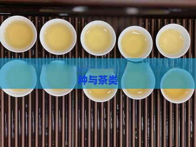 六大茶系及代表茶：详解各类代表茶种与茶类