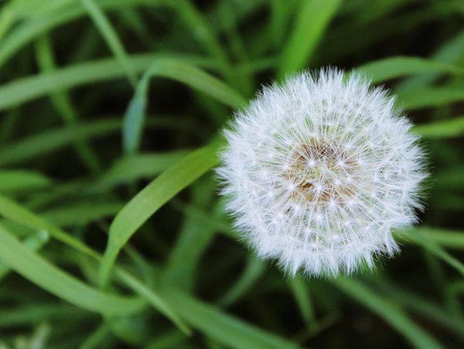 加拿大研究：蒲公英可在48小时内杀死98%的癌细胞，科学还是谣言