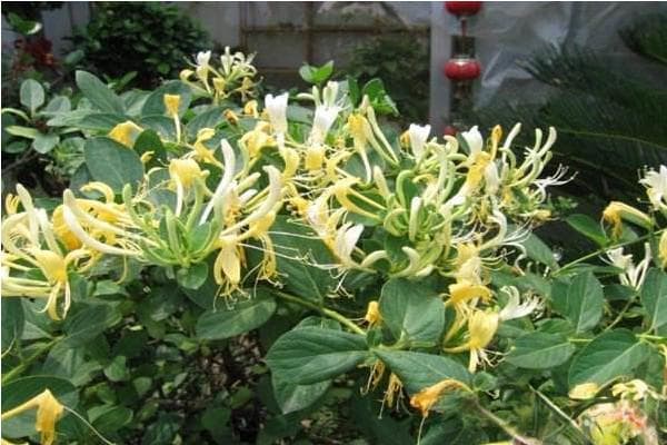 金银花种植技术与栽培管理要点