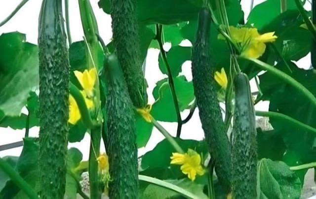 丝瓜的水分需求与栽培管理要点