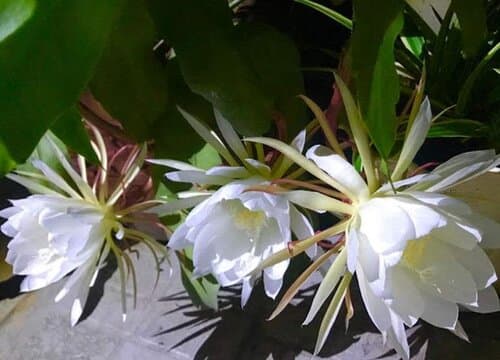 昙花怎么过冬天？越冬养护管理与注意事项