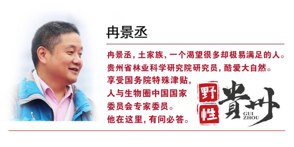 白鹭：优雅的水边舞者，承载千年文人精神
