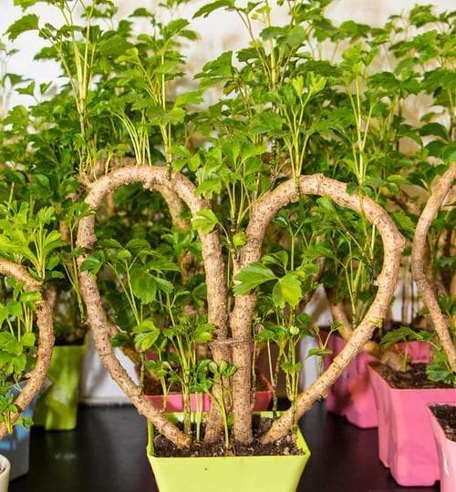 幸福树的水培与土培：优缺点分析及种植指南