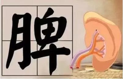 脾虚与心理健康：中医视角下的关联与调理