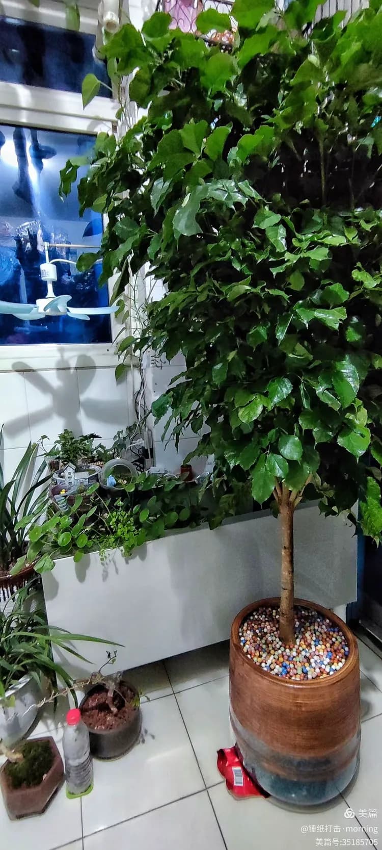 自制矾肥水：让花草叶片浓绿油亮的养护秘诀