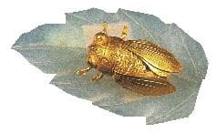 “金蝉脱壳”，古人想的是羽化登仙