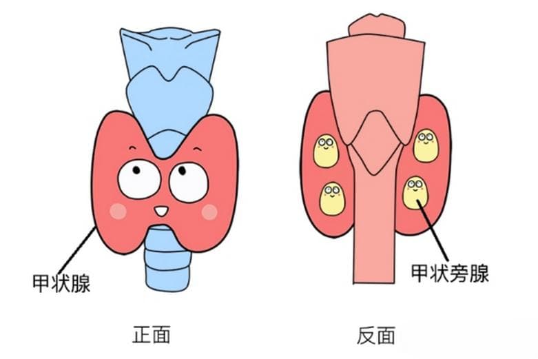 为什么甲状腺切除术后手脚发麻？米诺娃朱精强教授告诉你原因！