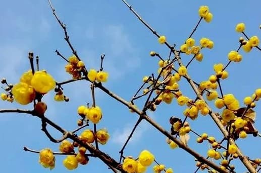 家中植物如何过冬？这份养护指南请查收→
