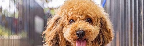 狗狗呕吐的原因及应对措施