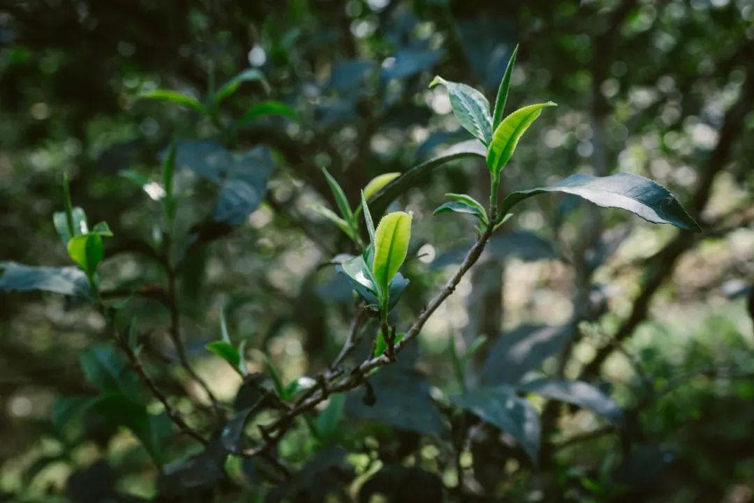 易武弯弓：茶马古道上的传奇古茶园