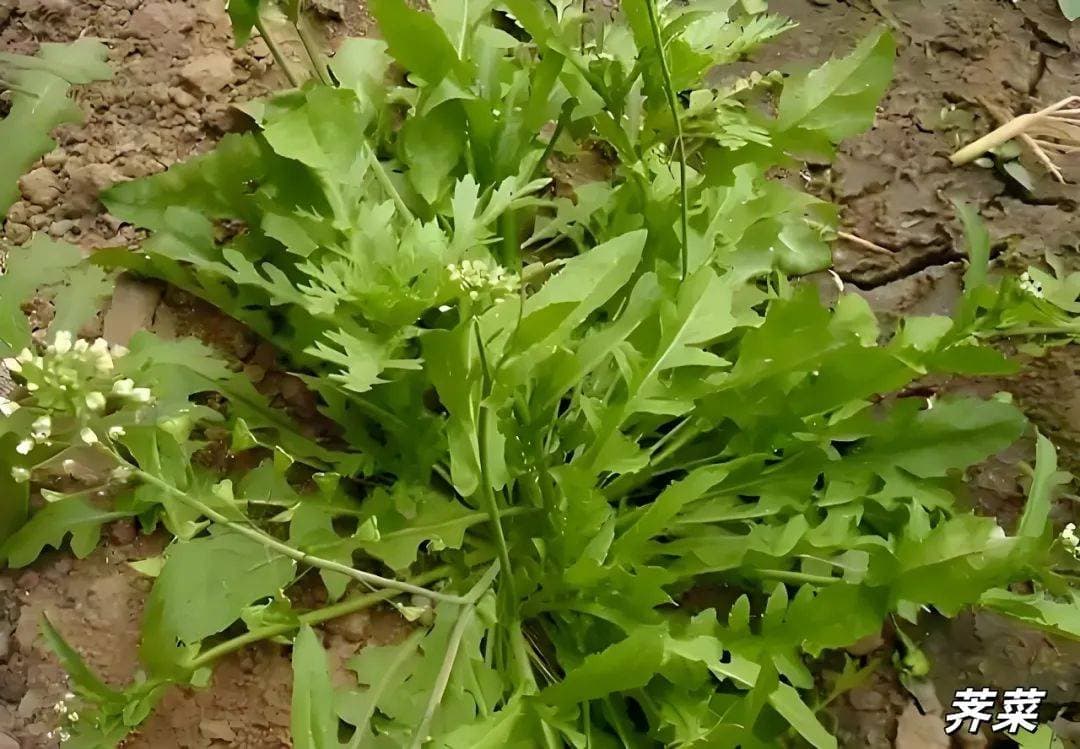 【健康提醒】春暖花开，野菜虽香，食用需谨慎！